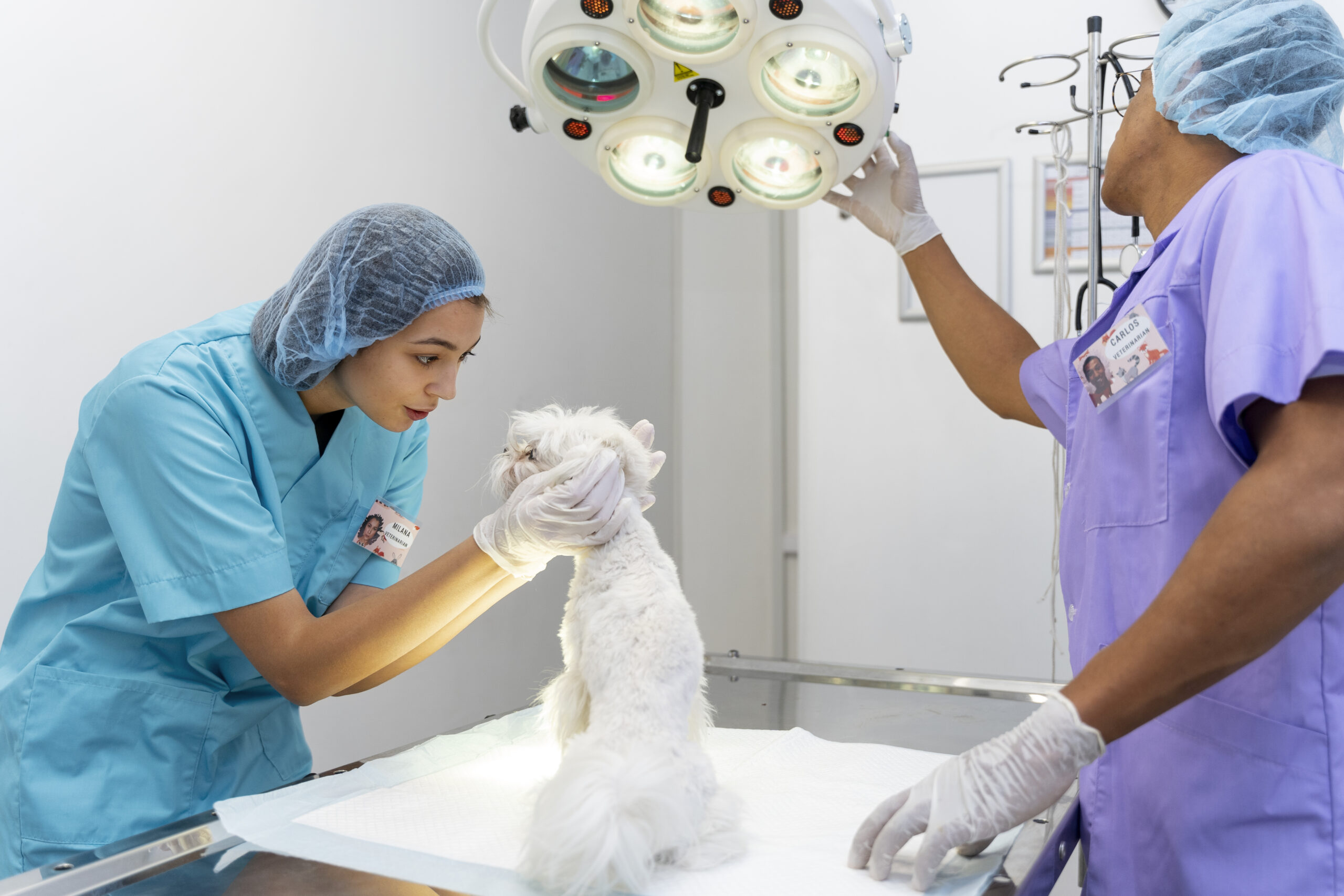 veterinarian checking on a small dog
