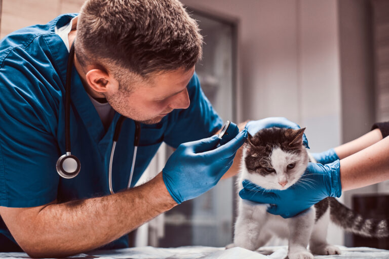 Top 5 U.S. States with the Highest Demand for Veterinarians